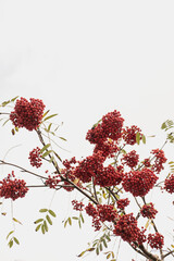 Colourful red berry bunches and autumn fall leaves on tree branches. Outdoor autumn fall leaves background