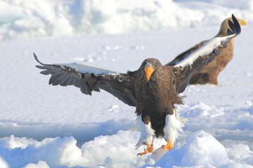 知床半島の流氷とオオワシ（北海道羅臼沖） © Shiretoko Dream