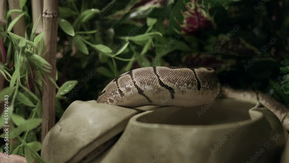 Poster closeup of ball python - royal python inside its cage with green plants.