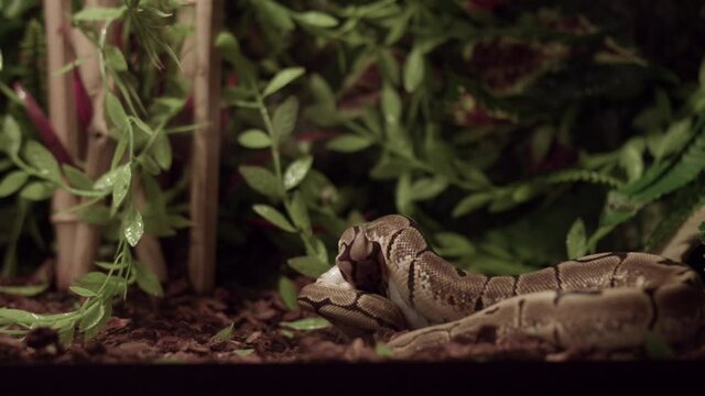 Royal Python Snake In The Ground Devours Its Prey. - Closeup Shot