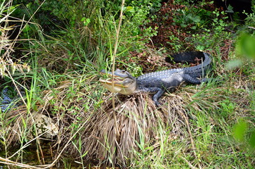 Alligator im Everglades National Park, Florida