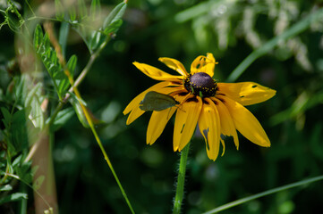 butterfly on a yellow flower
