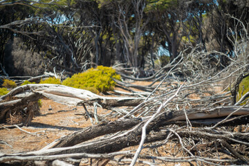 クオッカで有名なオーストラリア・パースのロットネスト島を観光している風景 A view of sightseeing on Rottnest Island in Perth, Australia, famous for its quokka.