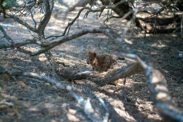 クオッカで有名なオーストラリア・パースのロットネスト島を観光している風景 A view of sightseeing on Rottnest Island in Perth, Australia, famous for its quokka.
