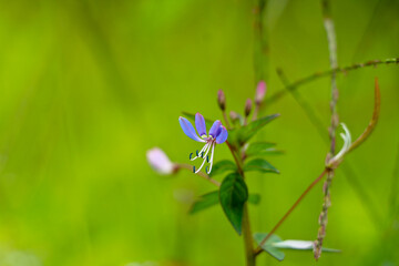 Purple color flower of Cleome rutidosperma, known as fringed spider flower or purple cleome