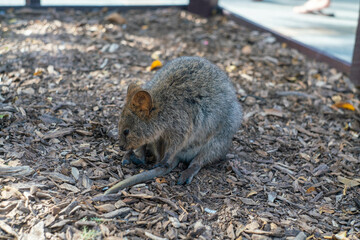 クオッカで有名なオーストラリア・パースのロットネスト島を観光している風景 A view of sightseeing on Rottnest Island in Perth, Australia, famous for its quokka.
