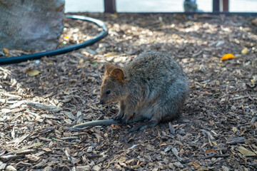 クオッカで有名なオーストラリア・パースのロットネスト島を観光している風景 A view of sightseeing on Rottnest Island in Perth, Australia, famous for its quokka.