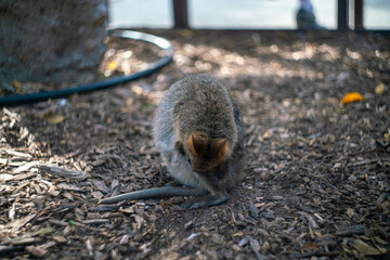 クオッカで有名なオーストラリア・パースのロットネスト島を観光している風景 A view of sightseeing on Rottnest Island in Perth, Australia, famous for its quokka.