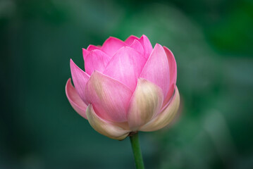 indian lotus flower in the garden