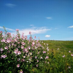 flowers in the field