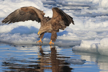知床半島の流氷とオジロワシ（北海道羅臼沖）
