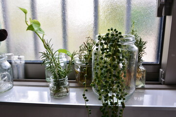 窓辺の多肉植物
