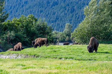 bison in park