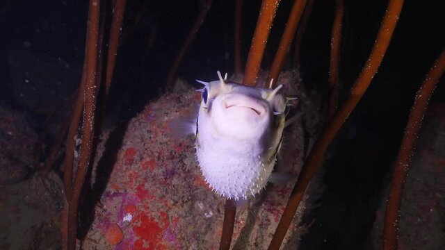 puffer fish, purcupine fish