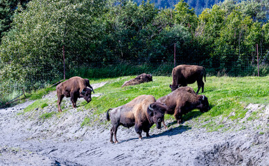 wood bison grazing
