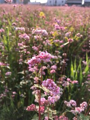 pink flowers in the garden