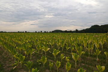 Green tobacco plants on a field in Rhineland-Palatinate