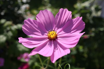 Obraz premium Cosmos flower on a green background. Purple cosmos flower on a green background