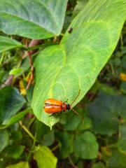 bug on leaf