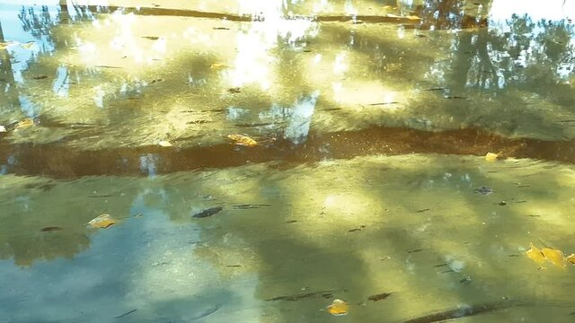 Tina is marsh. Swamp greenery. Microorganisms. Green overgrown pond.