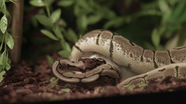Close up Of Ball Python Eating A Rodent Inside The Vivarium Cage.