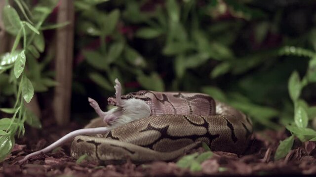 Royal Python Eating A Large Rodent Amidst The Green Plants. medium shot