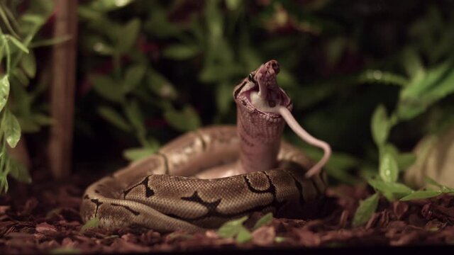 Ball Python Eating Rodent - Snake Swallowing An Entire Dead Animal With Green Plants At The Backdrop. close up