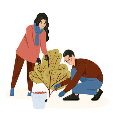 Young people man and woman pick berries from the bush. Harvesting in the fall. Isolated flat vector illustration.