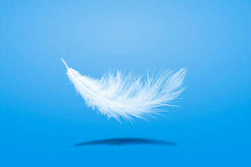 Down Feathers. Soft White Fluffly Feather Falling in The Air. Swan Feather on Blue Background.	