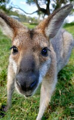 kangaroo and baby