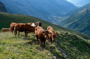 Vaches de montagne dans le col du Galibier en été dans le département des Hautes-Alpes en France