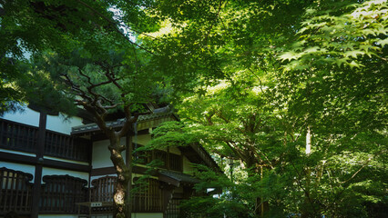 Japan tourism Asia temple garden water forest