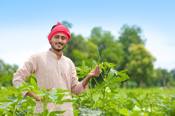 Indian farmer standing and holding ladyfinger in hand at agriculture field.