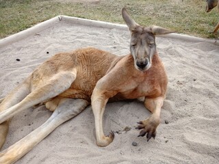 kangaroo in the zoo © Vincent