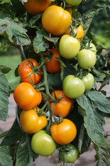 Tomatensorte Zlatava