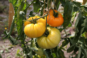 Tomatensorte Mamas Liebling