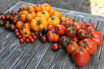 Tomatensorten aus dem Garten