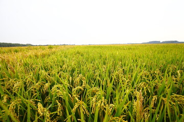 The autumn rice fields