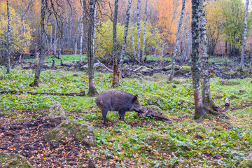 Wild boar in a forest with autumn colors
