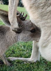 kangaroo and baby