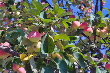 Fruits of a wild apple tree on a branch against a blue summer sky. Branch with red apples against blue sky.