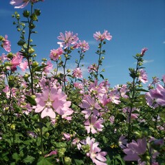 pink flowers in the field