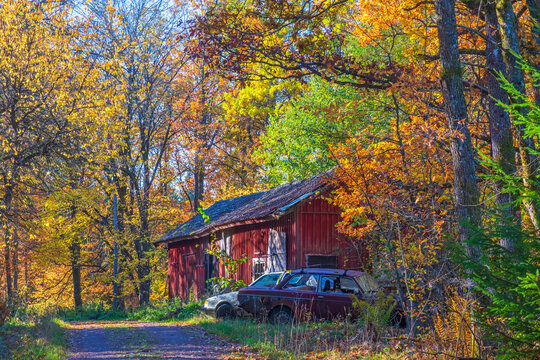 Old scrap cars by a barn in the forest in autumn
