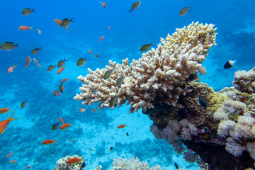Fototapeta na wymiar Colorful coral reef at the bottom of tropical sea, stony coral acropora and fishes anthias, underwater landscape