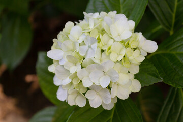 白い紫陽花の花