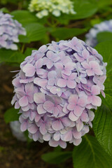 Obraz premium 淡い色の紫陽花の花