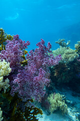 Naklejka na ściany i meble Colorful coral reef at the bottom of tropical sea, beautiful violet soft coral Dendronephthya on a background of blue water, underwater landscape