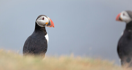 The atlantic puffin lives on the ocean and comes for nesting and breeding to the shore. They are seen in big numbers on Iceland