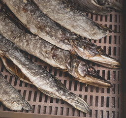 The process of preparing dried fish with an automatic dryer at home.