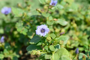 Prostrate bellflower